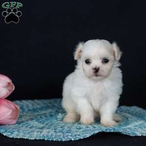 Precious (Tiny), Teddy Bear Puppy